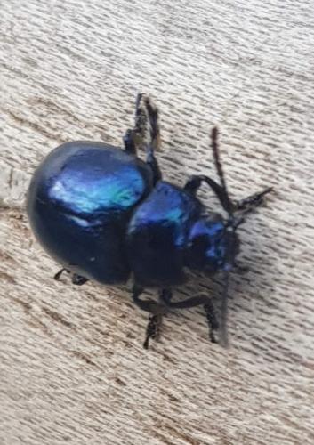 Chrysolina coerulans
